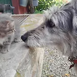 Κατάλυμα σε φάρμα Cascina Sant'eufemia Sinio